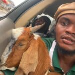 Viral Sensation: The Unlikely Graduation Gift – A Goat