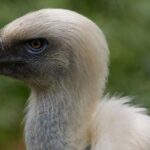 Nigerian Vulture Population Plummets as Conservation Efforts Intensify