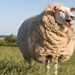 British Wool Sees Surge in Demand, Prices Rise Over 70% British Wool Sees Surge in Demand, Prices Rise Over 70%
