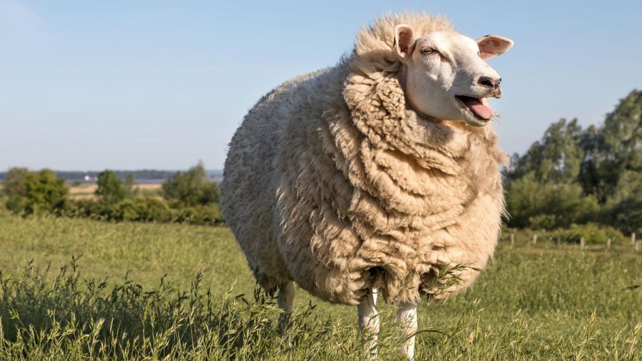 British Wool Sees Surge in Demand, Prices Rise Over 70% British Wool Sees Surge in Demand, Prices Rise Over 70%