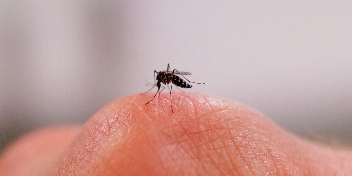 New Research Reveals Why Some Individuals Are Mosquito Magnets