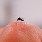 New Research Reveals Why Some Individuals Are Mosquito Magnets