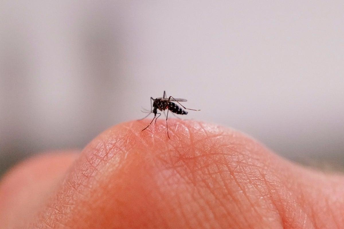 New Research Reveals Why Some Individuals Are Mosquito Magnets New Research Reveals Why Some Individuals Are Mosquito Magnets