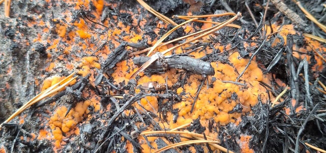 Post-Wildfire Fungus: Bright Orange ‘Fire Fungus’ Appears in Cairngorms