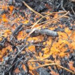 Post-Wildfire Fungus: Bright Orange ‘Fire Fungus’ Appears in Cairngorms