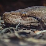 World-First Electrochemotherapy Treats Reticulated Python at Chester Zoo
