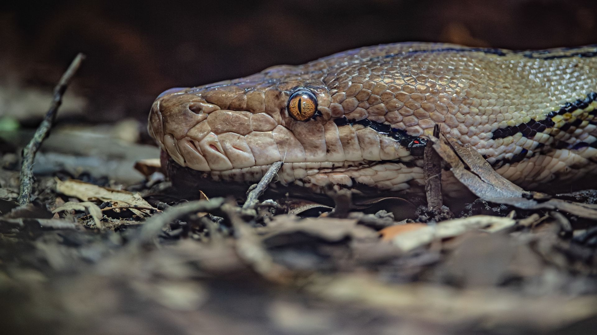 World-First Electrochemotherapy Treats Reticulated Python at Chester Zoo World-First Electrochemotherapy Treats Reticulated Python at Chester Zoo