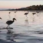 Annual Flamingo Ringing at Spain’s Fuente de Piedra Lake Begins