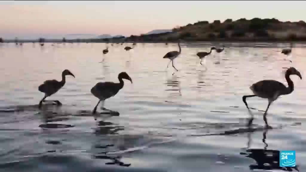 Annual Flamingo Ringing at Spain’s Fuente de Piedra Lake Begins
