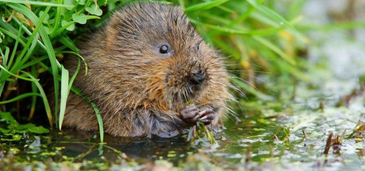 Water Vole Population Reestablished on Hogsmill River: Conservation Success