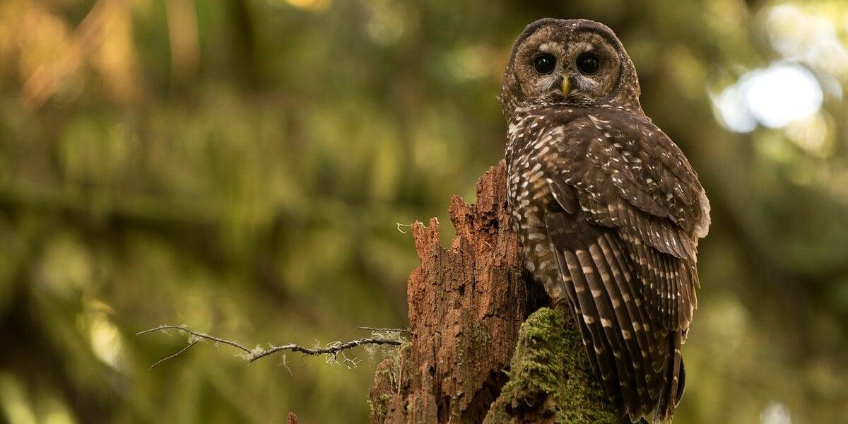 Trump Announces Rollback of Endangered Species Act Protections