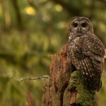 Trump Announces Rollback of Endangered Species Act Protections Trump Announces Rollback of Endangered Species Act Protections