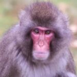 Monkey Escapes from Highland Wildlife Park in Cairngorms, Raises Safety Concerns Monkey Escapes from Highland Wildlife Park in Cairngorms, Raises Safety Concerns