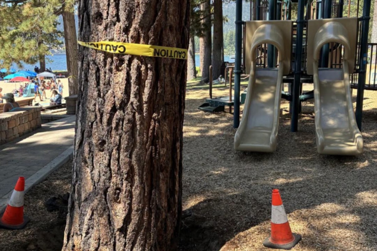 Investigation Uncovers Possible Deliberate Tree Poisoning at Private Beach Community Investigation Uncovers Possible Deliberate Tree Poisoning at Private Beach Community
