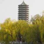 Rising Urban Temperatures Cause Certain Trees to Worsen Air Quality Rising Urban Temperatures Cause Certain Trees to Worsen Air Quality