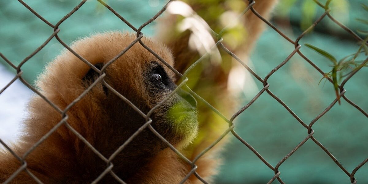 California’s Gibbon Conservation Center Celebrates 50 Years of Protecting Endangered Singing Gibbons California’s Gibbon Conservation Center Celebrates 50 Years of Protecting Endangered Singing Gibbons
