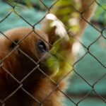 California’s Gibbon Conservation Center Celebrates 50 Years of Protecting Endangered Singing Gibbons California’s Gibbon Conservation Center Celebrates 50 Years of Protecting Endangered Singing Gibbons