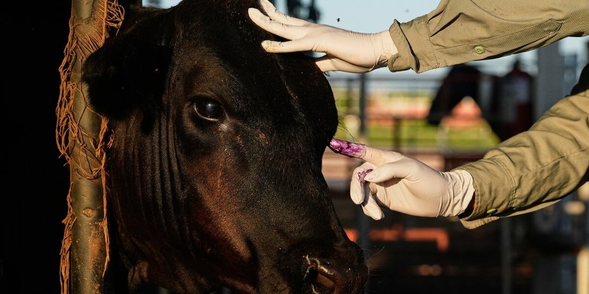 Mexico Resumes U.S. Livestock Exports Under Strict Screwworm Controls Mexico Resumes U.S. Livestock Exports Under Strict Screwworm Controls