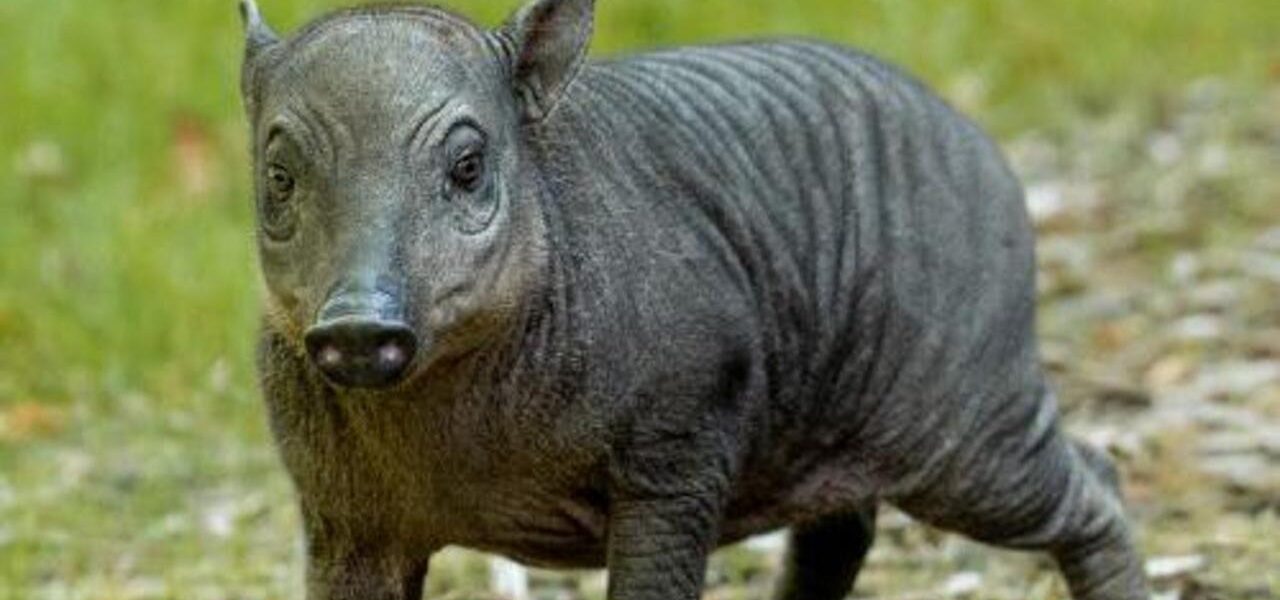 Tiny Piglet the Size of a Grapefruit Born at Zoo, Offers Hope for Endangered Species