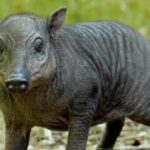 Tiny Piglet the Size of a Grapefruit Born at Zoo, Offers Hope for Endangered Species