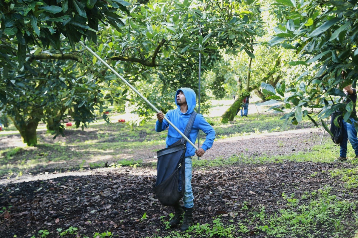Mexican Avocado Exports to US Resume Amid Ongoing Security Concerns