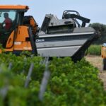 Climate Change Forces Early Grape Harvests Across Europe Climate Change Forces Early Grape Harvests Across Europe