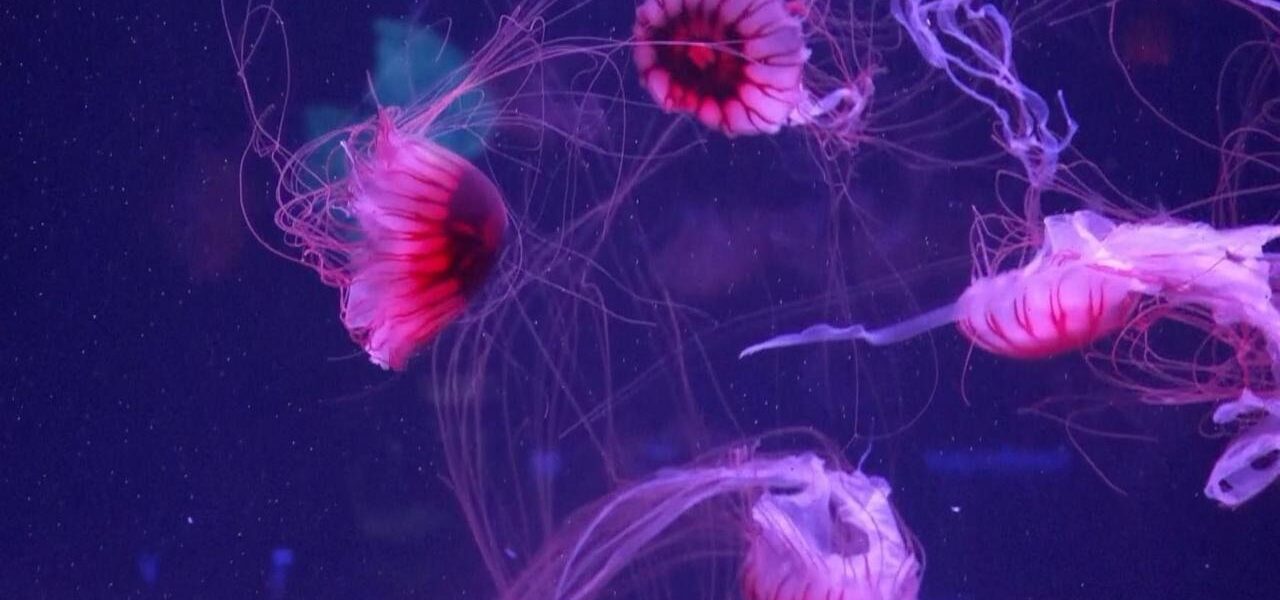 US’s First Jellyfish Museum Opens in Florida, Captivates Visitors US’s First Jellyfish Museum Opens in Florida, Captivates Visitors