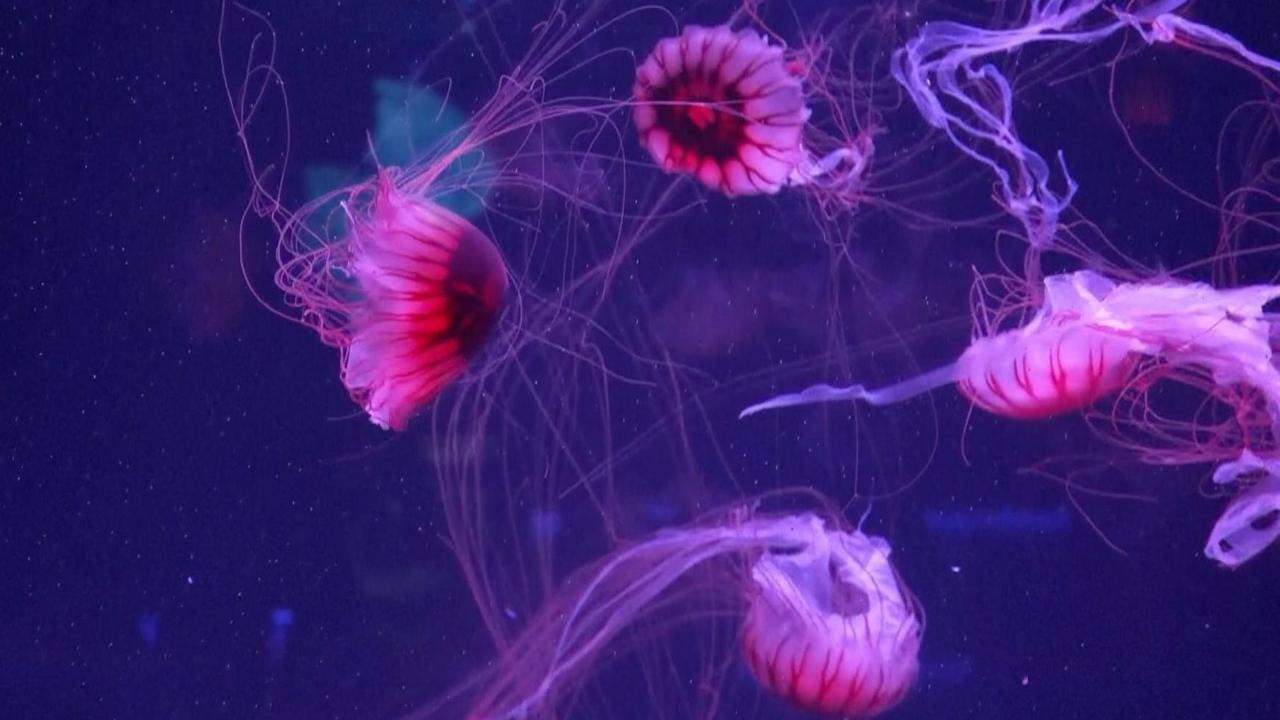 US’s First Jellyfish Museum Opens in Florida, Captivates Visitors US’s First Jellyfish Museum Opens in Florida, Captivates Visitors