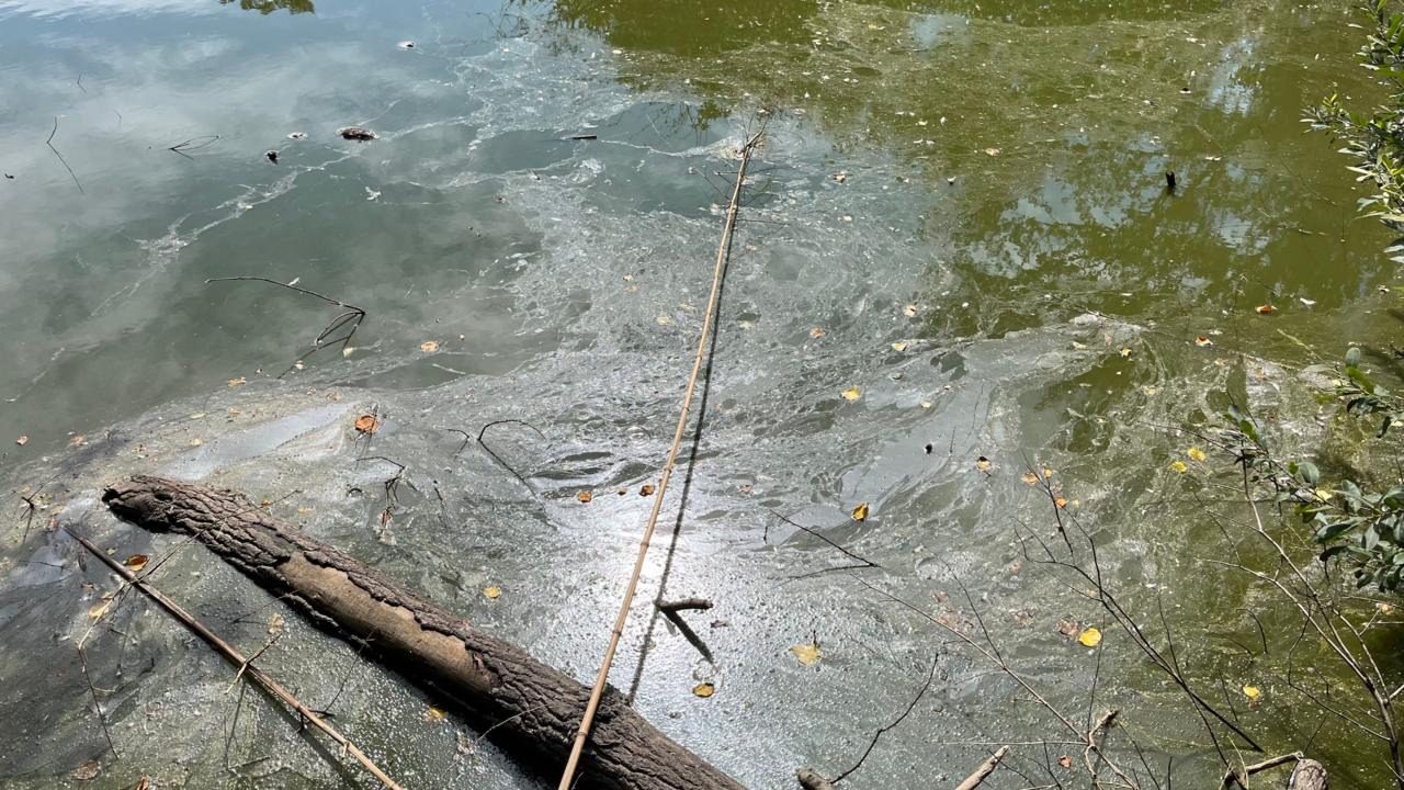 Saumarez Park Pond Restoration to Cost £100k Amid Prolonged Dry Weather Saumarez Park Pond Restoration to Cost £100k Amid Prolonged Dry Weather