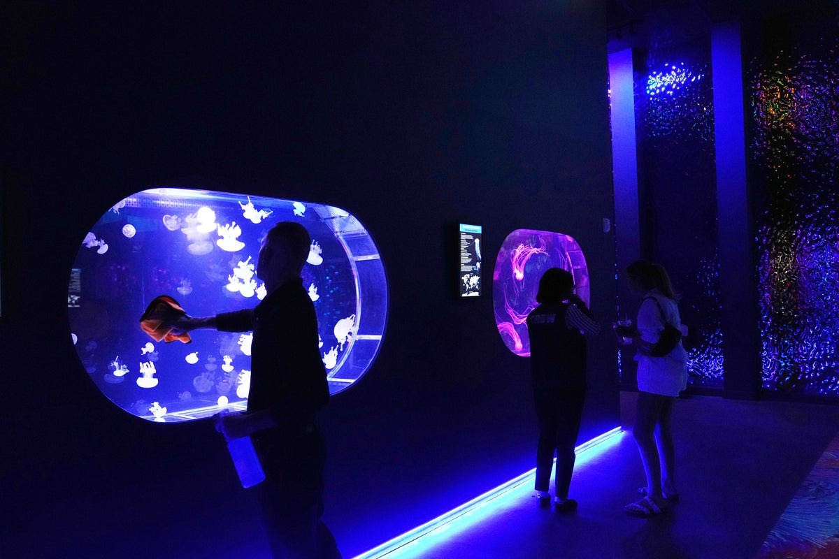 First US Jellyfish Museum Opens, Featuring Hypnotic Marine Predators First US Jellyfish Museum Opens, Featuring Hypnotic Marine Predators