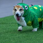 Corgis Compete in International Race: Speed, Barks, and Sniffs