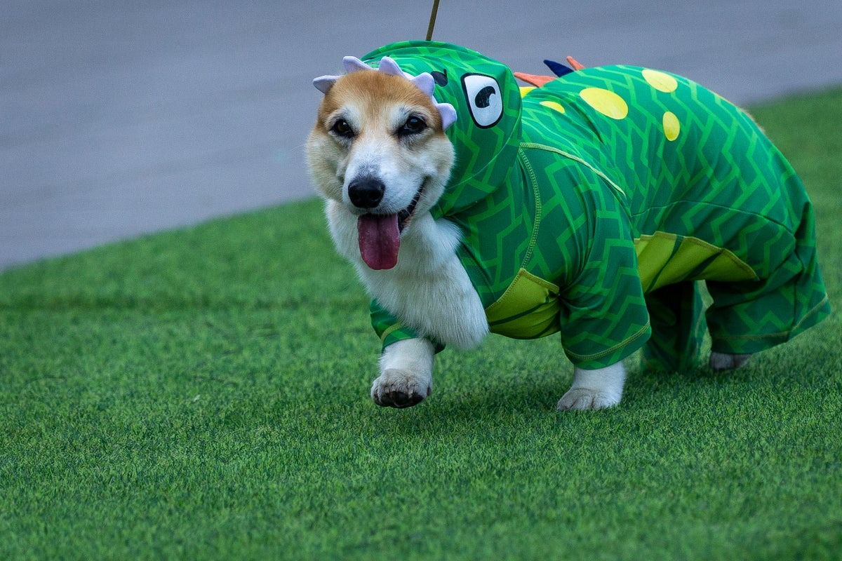 Corgis Compete in International Race: Speed, Barks, and Sniffs Corgis Compete in International Race: Speed, Barks, and Sniffs