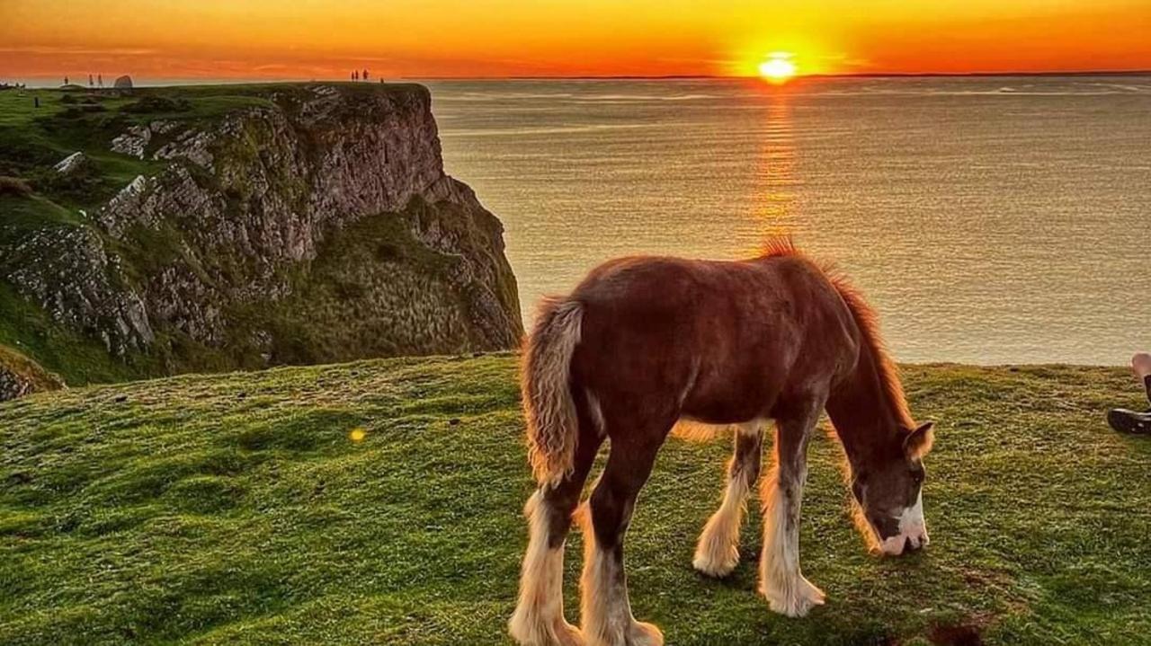 Cliff Horses Removed from Rhossili Common After Over a Century