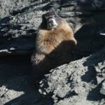 Scientists Use OnlyFans and ‘Fat Marmot Week’ to Fund Research Amid Federal Cuts