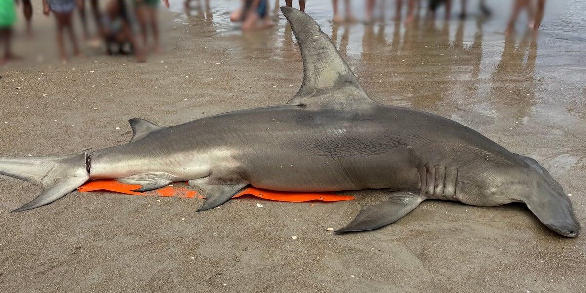 Uncertainty Surrounds Death of Great Hammerhead Shark Found on North Carolina Beach Uncertainty Surrounds Death of Great Hammerhead Shark Found on North Carolina Beach