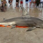 Uncertainty Surrounds Death of Great Hammerhead Shark Found on North Carolina Beach