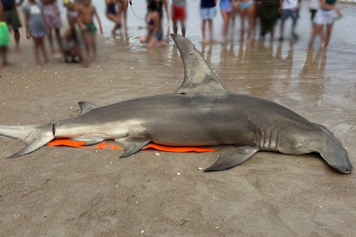 Uncertainty Surrounds Death of Great Hammerhead Shark Found on North Carolina Beach Uncertainty Surrounds Death of Great Hammerhead Shark Found on North Carolina Beach
