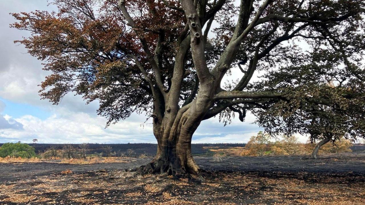 A31 Wildfire Ravages Wildlife and Ancient Trees in Devastating Blaze