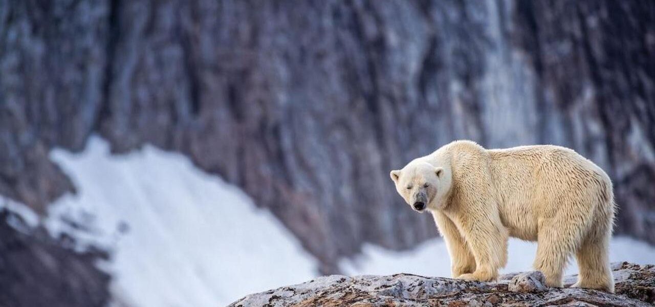 Individual Fined for Using Foghorn to Wake Sleeping Polar Bear