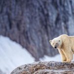 Individual Fined for Using Foghorn to Wake Sleeping Polar Bear Individual Fined for Using Foghorn to Wake Sleeping Polar Bear