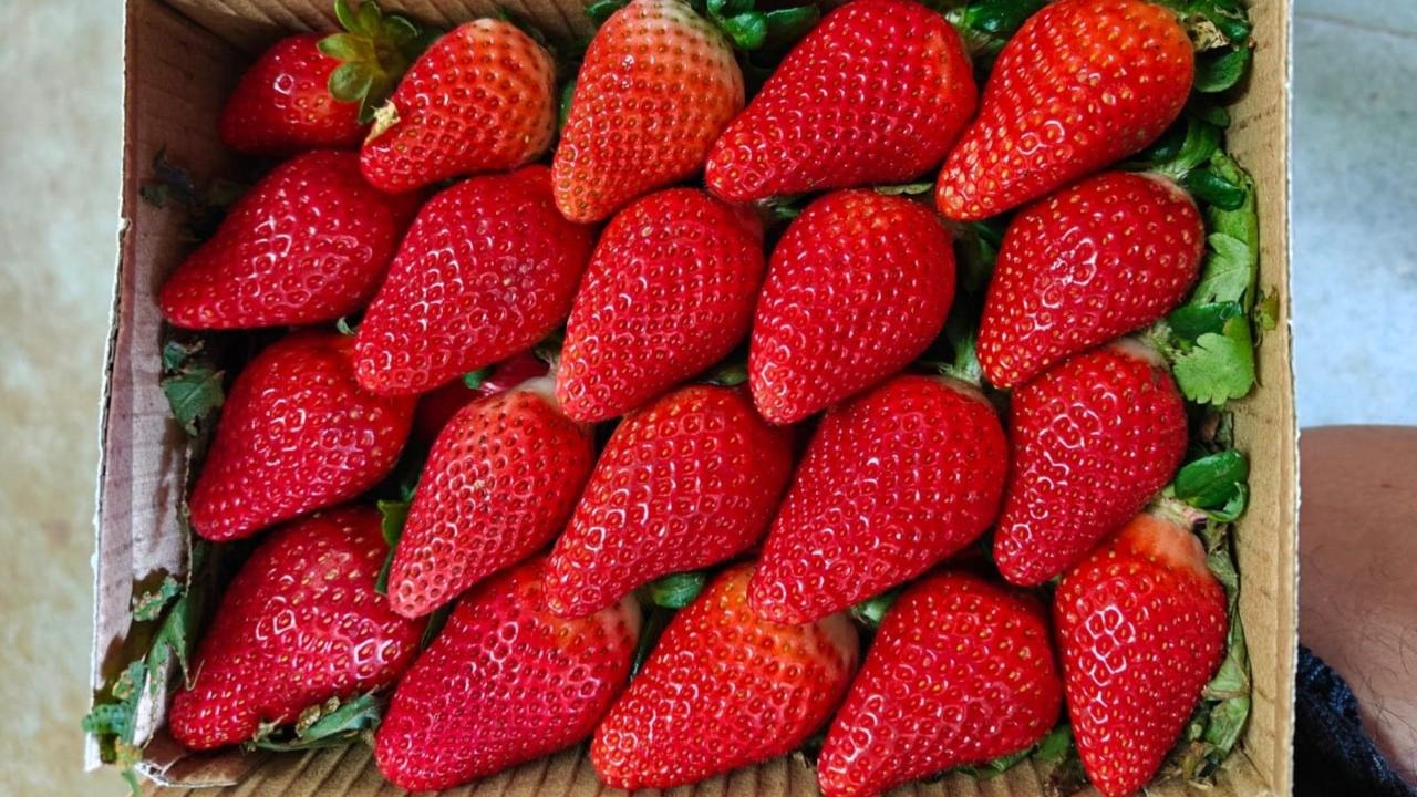 India Aims to Become a Major Strawberry Exporter