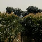 UK Farmers Eye New Crops Amid Rising Temperatures and Climate Shifts