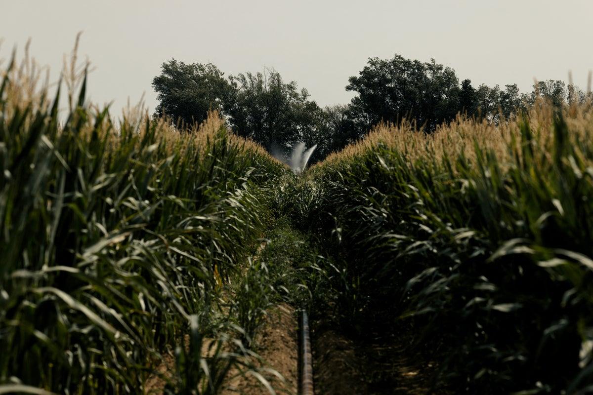 UK Farmers Eye New Crops Amid Rising Temperatures and Climate Shifts UK Farmers Eye New Crops Amid Rising Temperatures and Climate Shifts