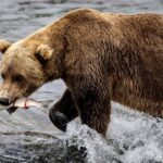 Alaska Community Divided Over Proposed Gold Mine in National Park Alaska Community Divided Over Proposed Gold Mine in National Park