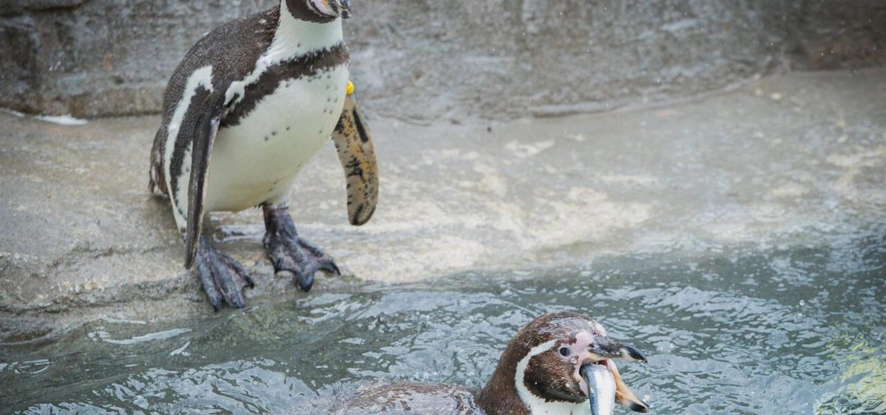 Cornish Sardines Replace Imported Fish in Penguin Diet at UK Wildlife Attraction