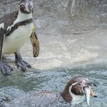 Cornish Sardines Replace Imported Fish in Penguin Diet at UK Wildlife Attraction Cornish Sardines Replace Imported Fish in Penguin Diet at UK Wildlife Attraction