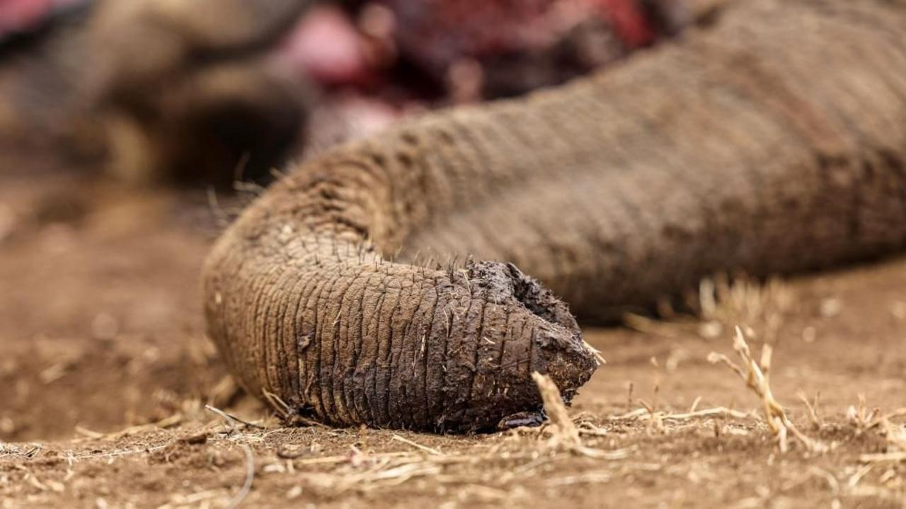 Four Arrested in Kenya Over Suspected Elephant Poisoning Four Arrested in Kenya Over Suspected Elephant Poisoning