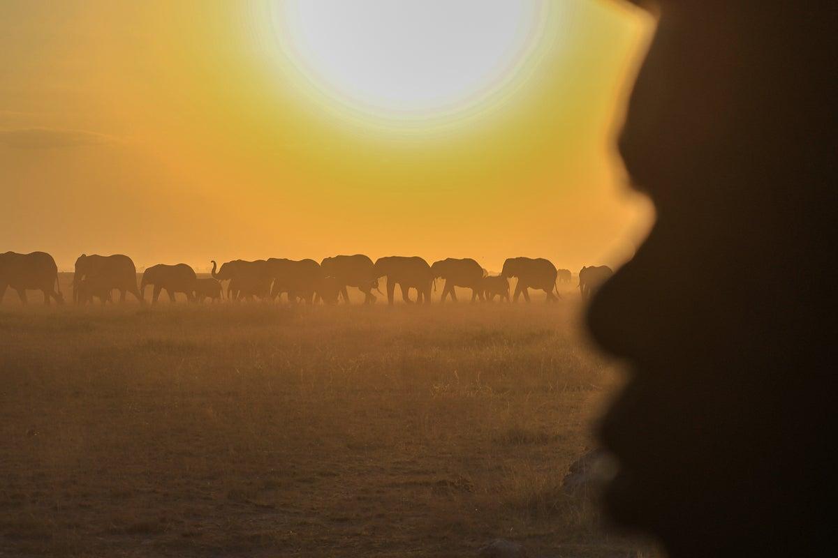 Investigation Launched as Fifteen Elephants Die After Consuming Tomatoes Near Kenya’s Amboseli National Park