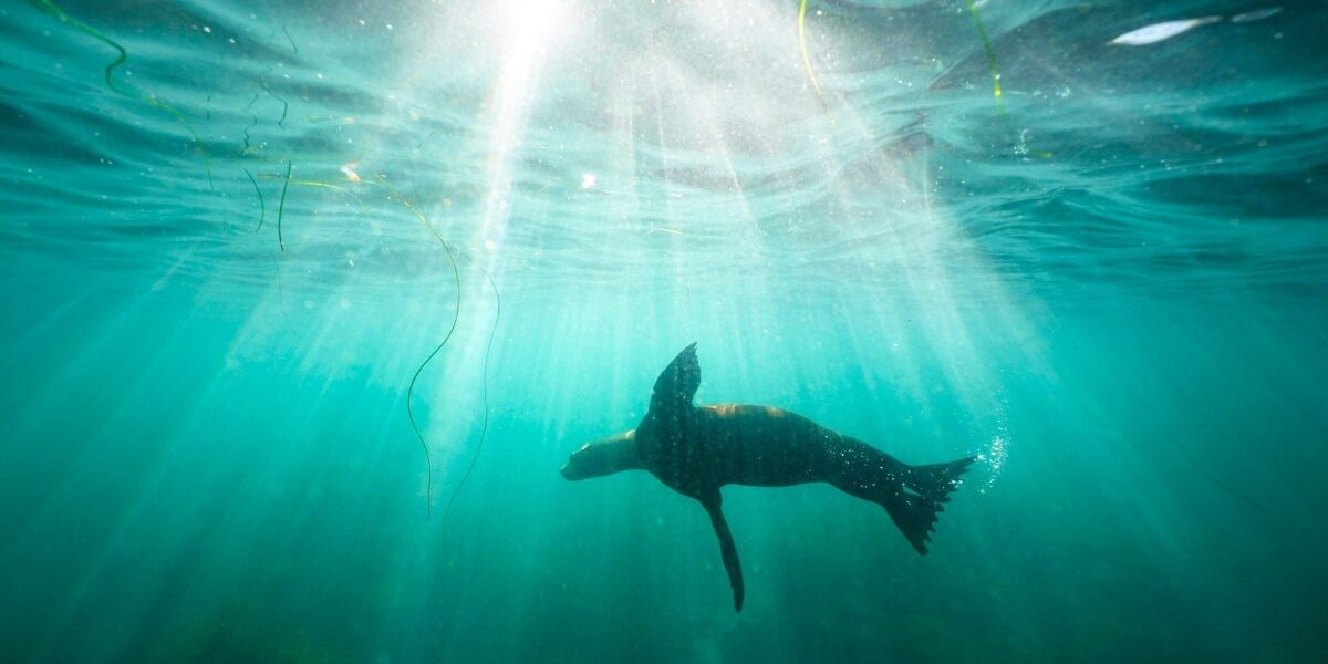 San Diego Man Pleads Guilty to Assaulting Protected Sea Lion San Diego Man Pleads Guilty to Assaulting Protected Sea Lion