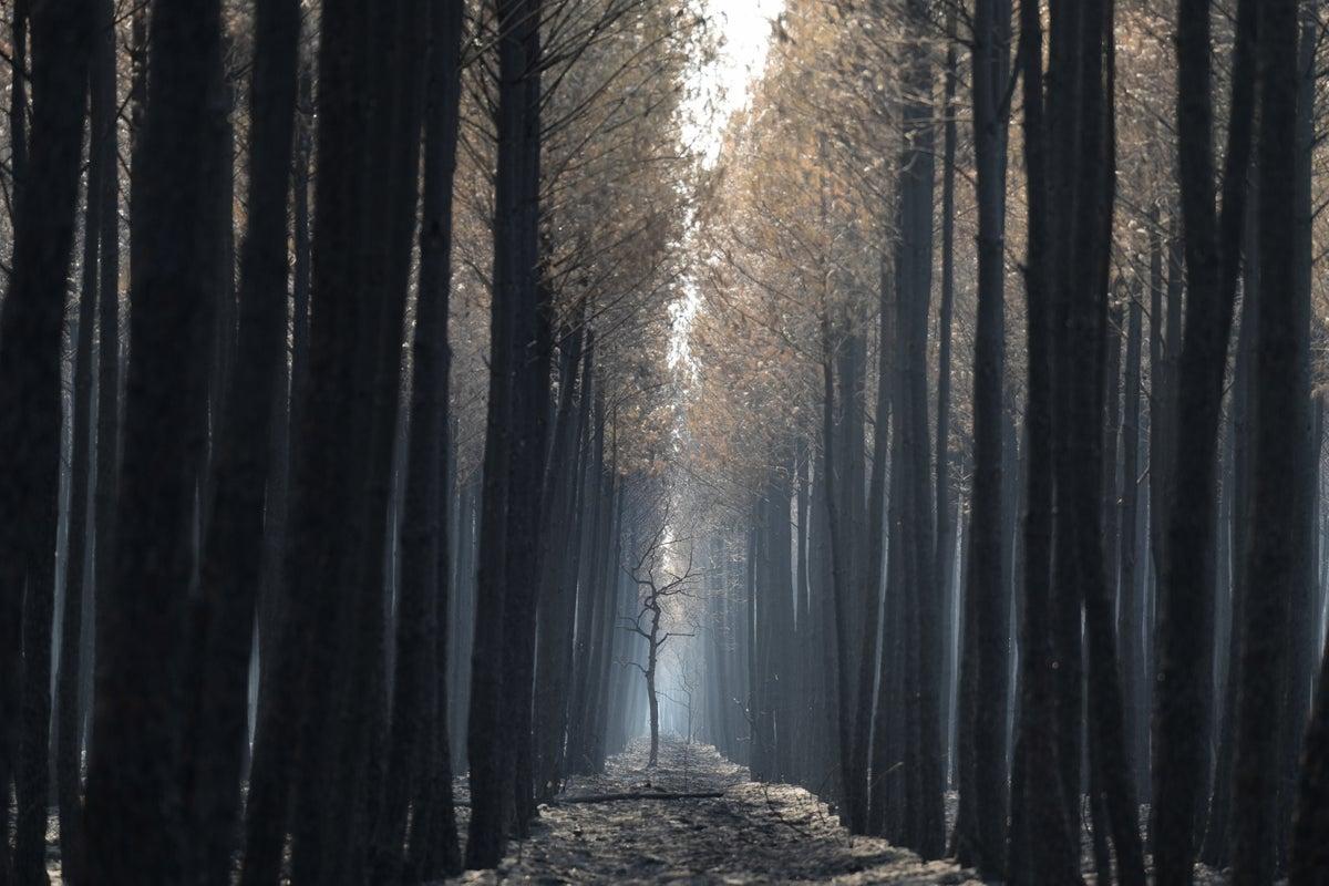 France Wildfire Crisis: 200,000 Return Home as New Blazes Ignite France Wildfire Crisis: 200,000 Return Home as New Blazes Ignite